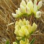 Chick Lupine (Lupinus microcarpus var. densiflorus): We noticed this native is white when it first blooms but becomes somewhat yellow with age.